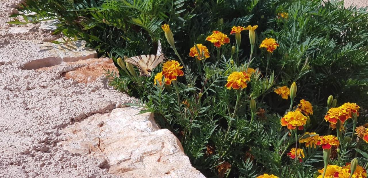 Flower Vila Sarandë 외부 사진